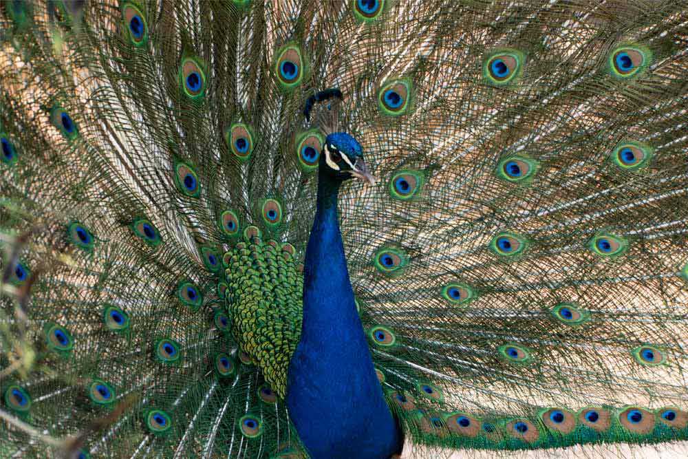 A male peacock with fully extended feathers on display at the Johannesburg Zoo
